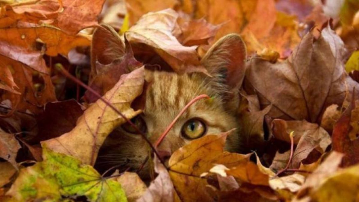  ������� ������ ����� ����� 