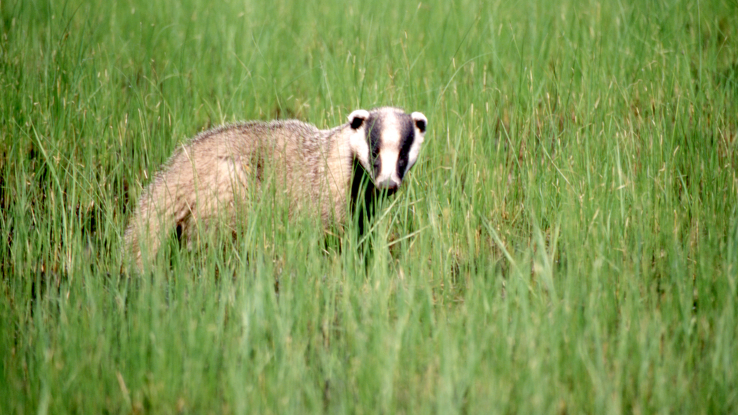  �������� ��� ����������� ���������� covid-19 