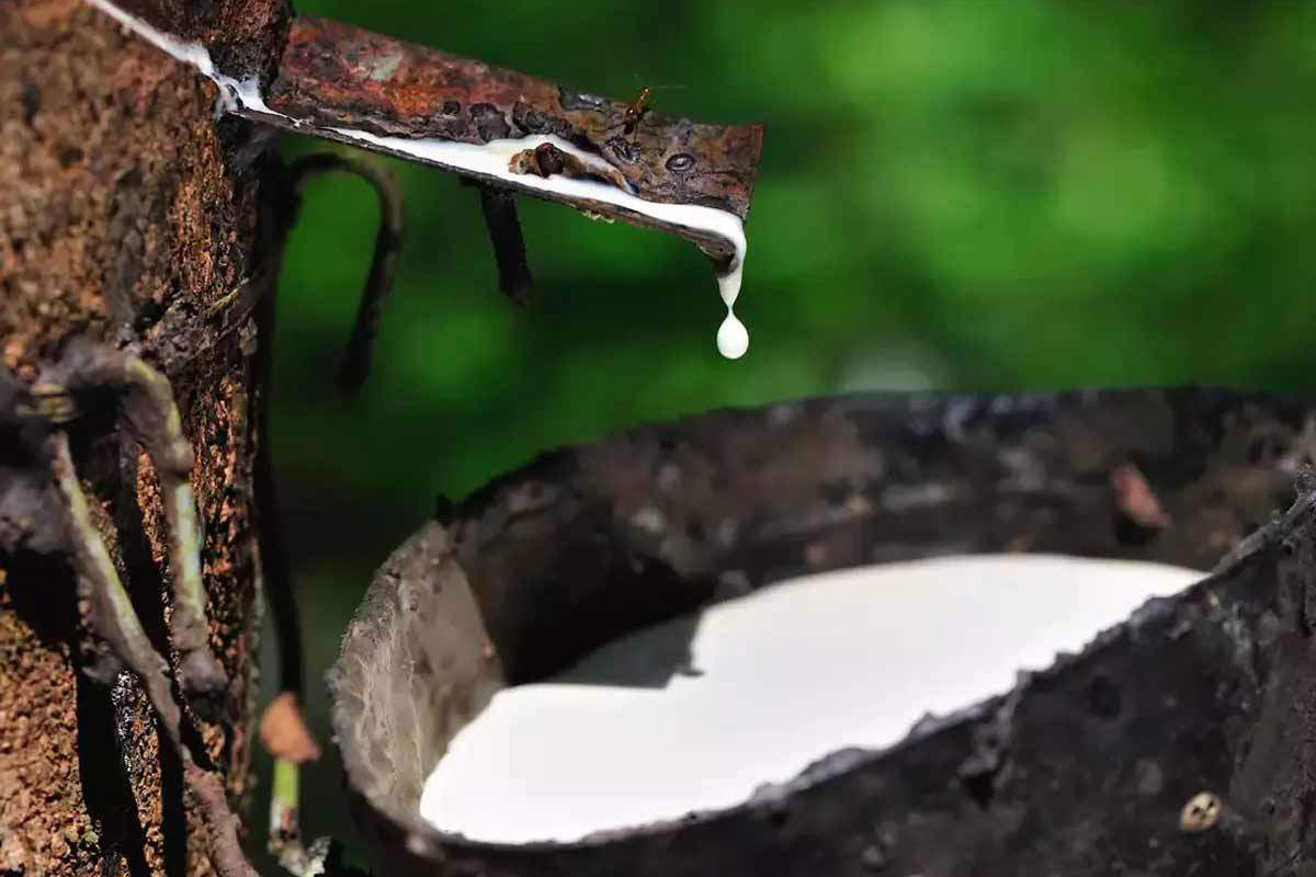  �������� ���� �������� ������� ������� ����� ���������� 