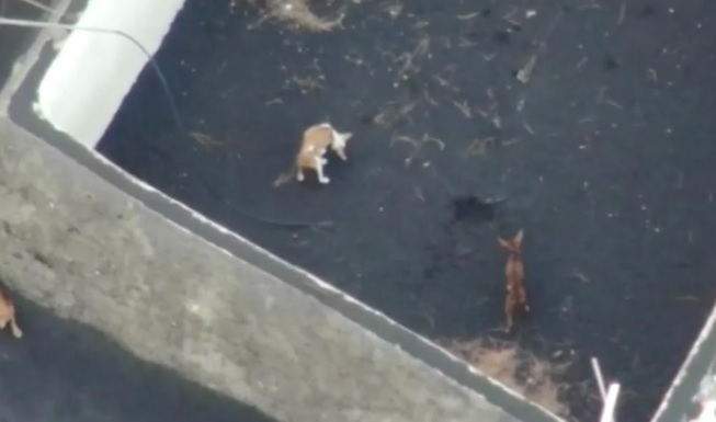 Фото: comments.ua