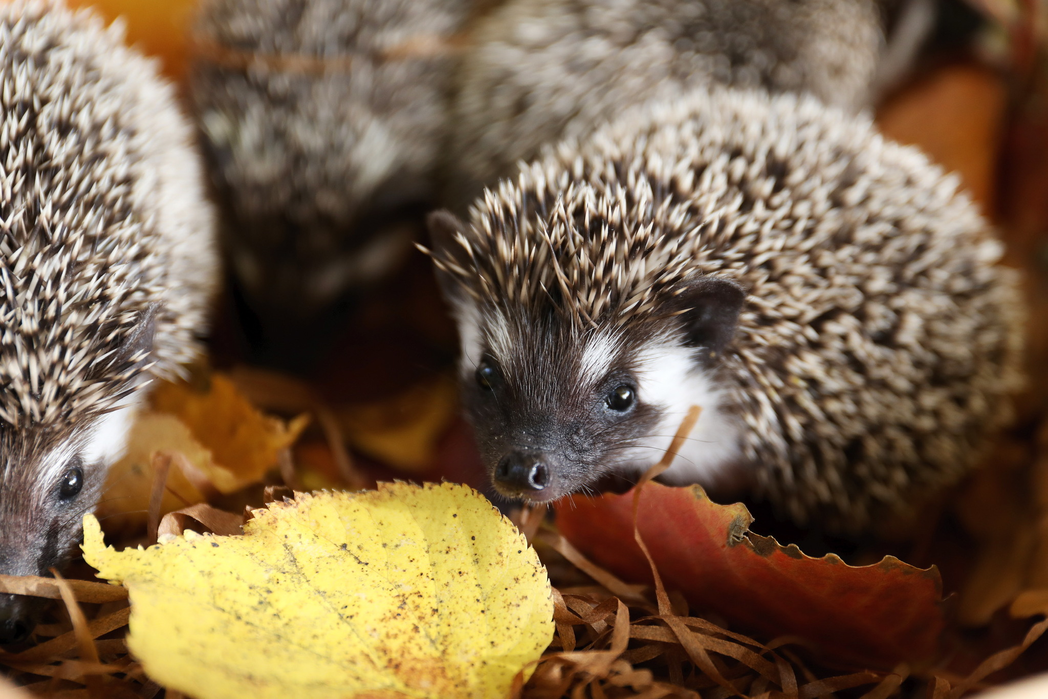  ����� �������� �������� ����� ������ 