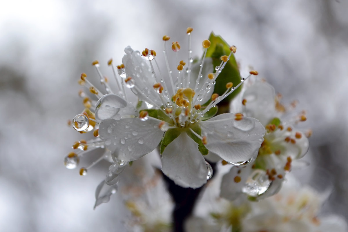  ������ ������� ����� �������� ��������� �������� ����� 