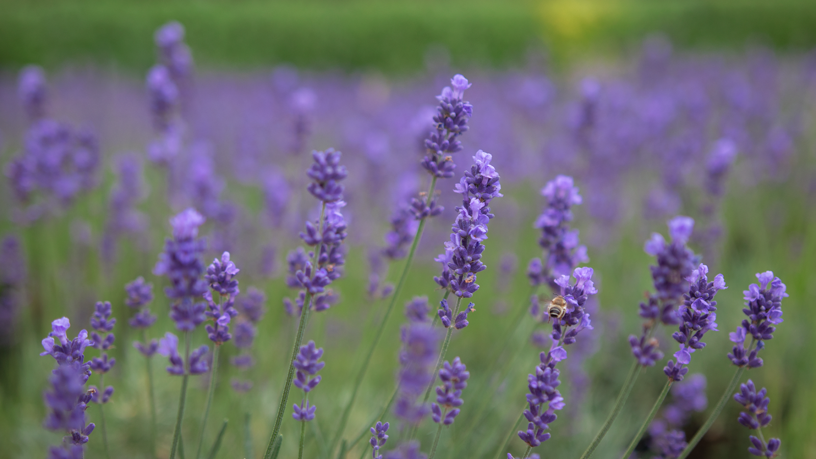  �������� ������ �������� ������ ���������� 