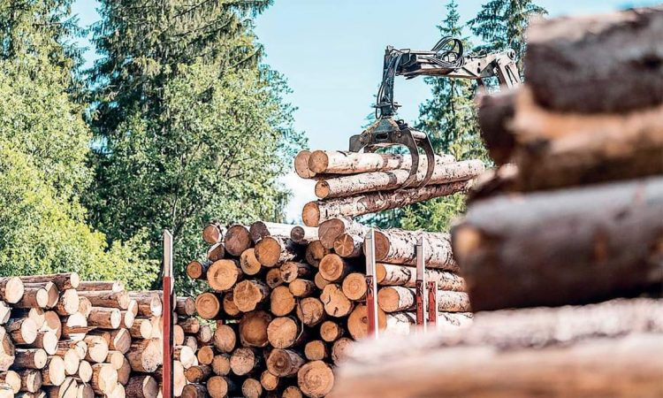 Законопроєкт про ринок деревини: часи Януковича-Сівця повертаються