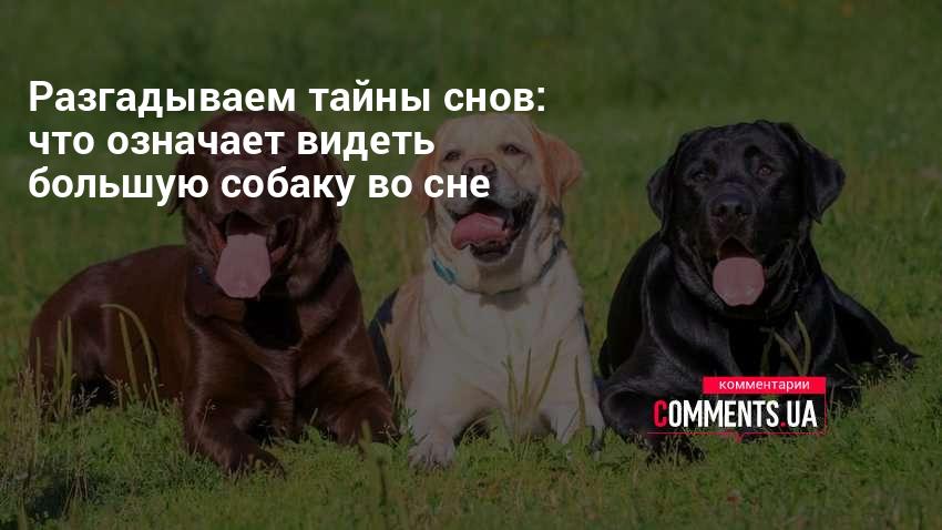 Сонник — к чему снится хвост