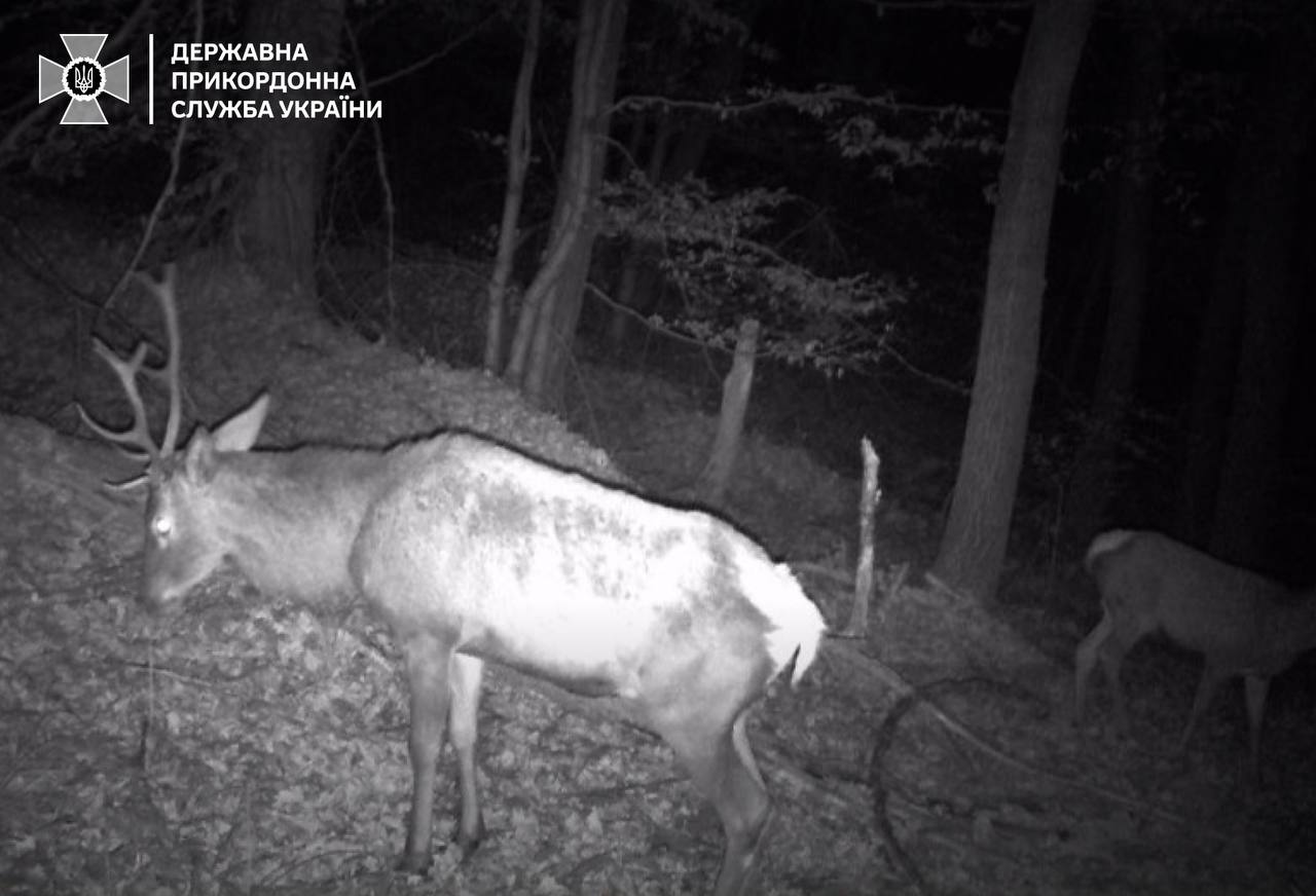 Прикордонники повідомили про смертельну небезпеку на кордоні - фото 4