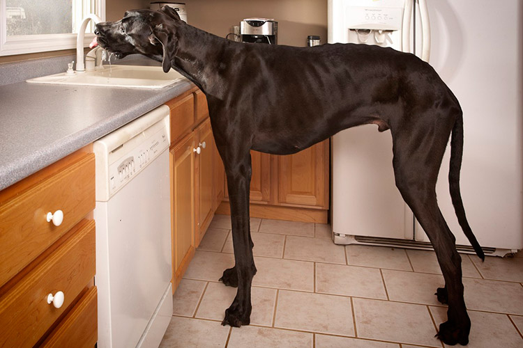 Самые большие породы собак: как они выглядят (ФОТО) - фото 6
