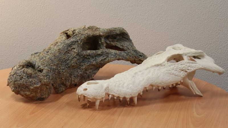 В Австралії дослідили череп невідомої рептилії (Фото) - фото 4