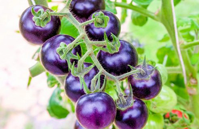 Фиолетовые продукты нужно есть каждый день: врачи объясняют, в чем их уникальность - фото 2