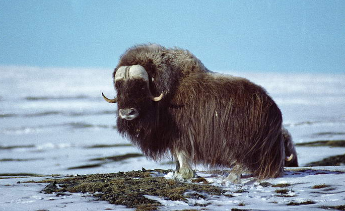 Где находится самый большой национальный парк в мире: он превышает размер Украины (ФОТО) - фото 2