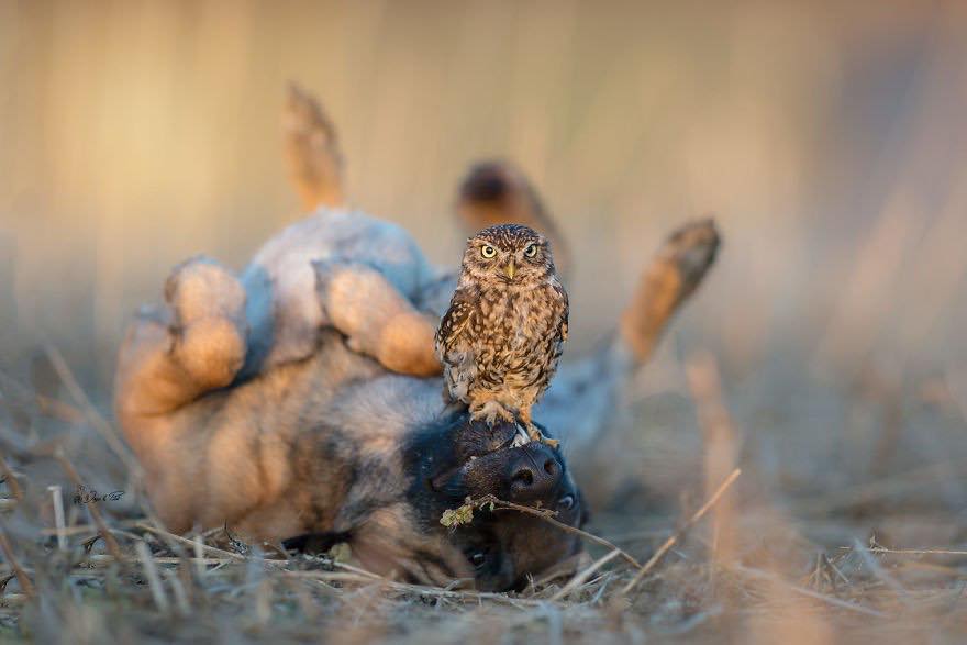 Двадцать невероятно душевных фото собаки и совенка, которых связывает крепкая дружба - фото 19