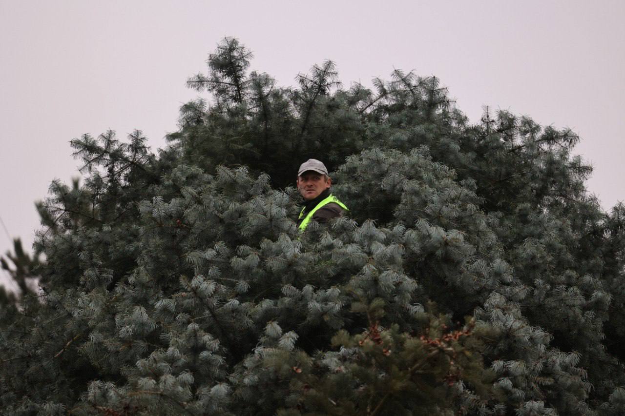 Во Львове устанавливают главную елку: кто ее подарил городу - фото 2