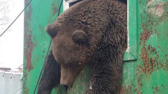 Медведь напал на вахтовиков. Медведь залез в вагончик. Медведь застрял в окне. Медведь людоед в вагончике. Медведь напал на вагончик.