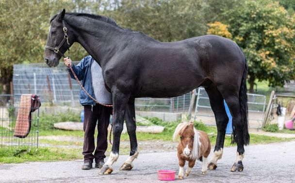 Найменший поні у світі: як виглядає 50 сантиметровий кінь - фото 2