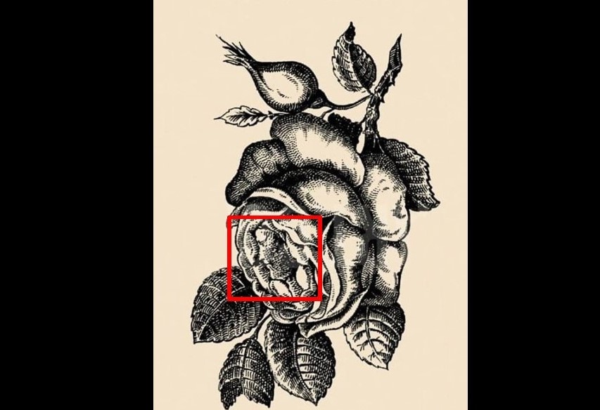 Винтажная иллюзия 1800-х годов: сможет ли ваш мозг найти скрытое лицо за 20 секунд - фото 2