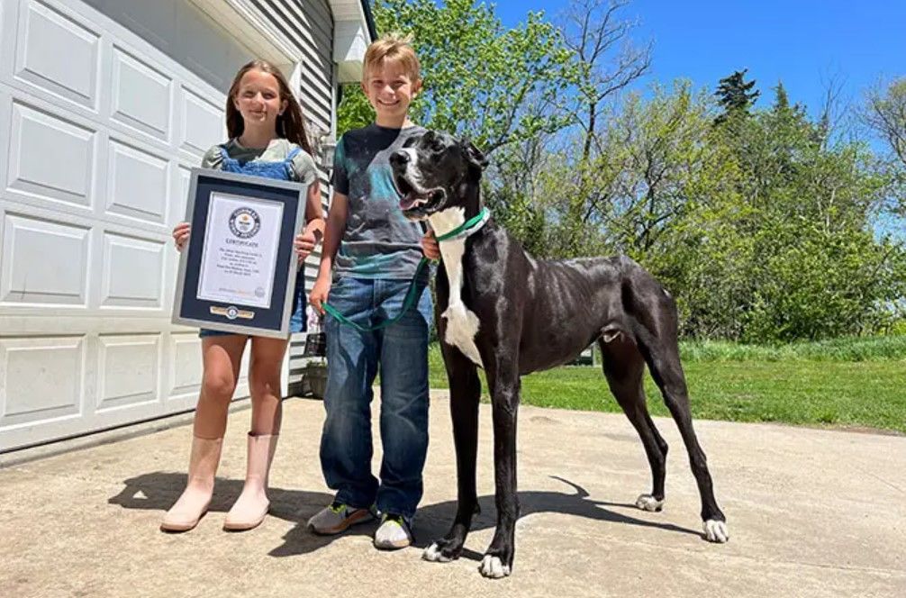 Найвищий пес у світі: як виглядає собака-велетень  - фото 2