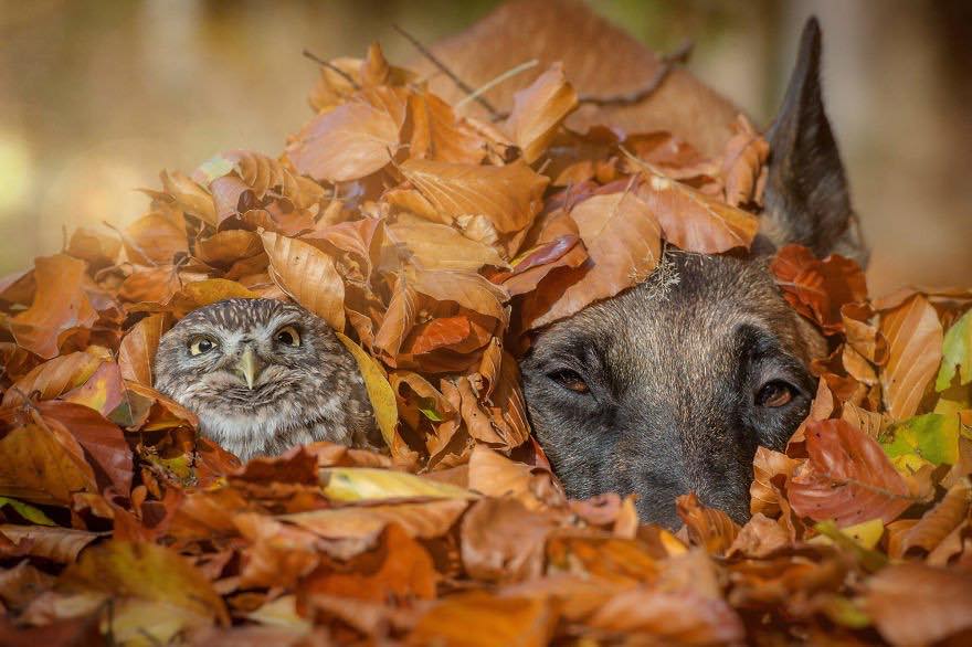 Двадцать невероятно душевных фото собаки и совенка, которых связывает крепкая дружба - фото 16