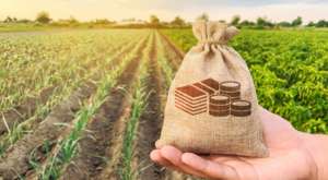 Ринок землі: скільки коштують сільгоспугіддя в Україні та інших країнах світу