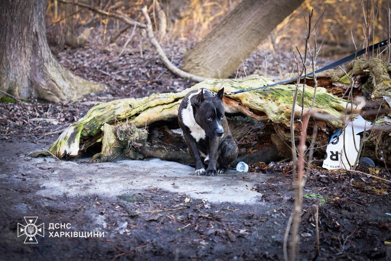 Трагедия на харьковском водоеме: шестеро детей провалились под лед – есть погибшие - фото 2