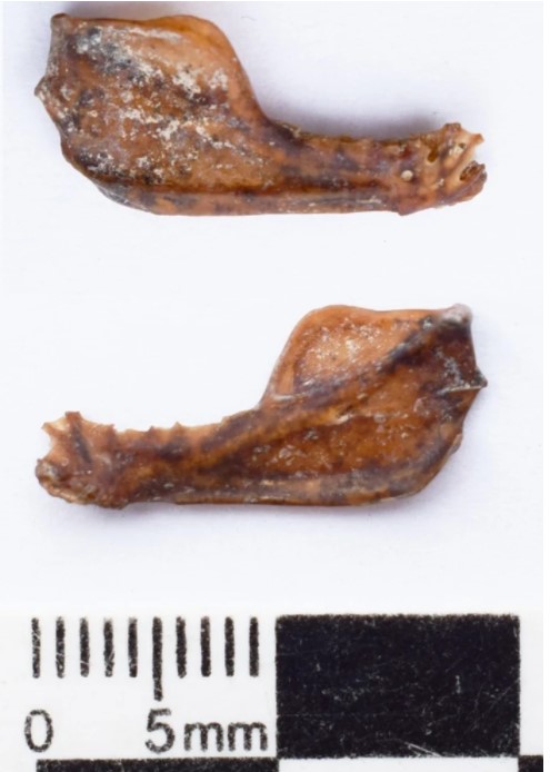 Существовала 100 тысяч лет назад: в пещере Аргентины нашли останки гигантской летучей мыши (ФОТО) - фото 2