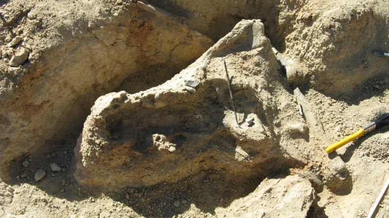 В Австралії дослідили череп невідомої рептилії (Фото) - фото 2