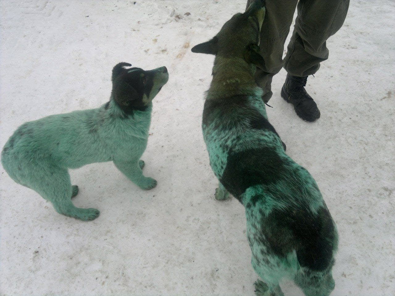 В российском Дзержинске заметили голубых собак (ФОТО) - фото 4