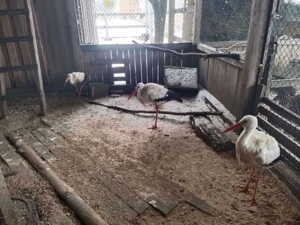 Спасенные аисты в Ровенской области борются за выживание: школьники просят помощи с кормом - фото 2