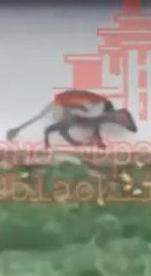 Повернення легенди про «чупакабру»: на Прикарпатті помітили дивну тварину біля людських осель (ВІДЕО) - фото 2