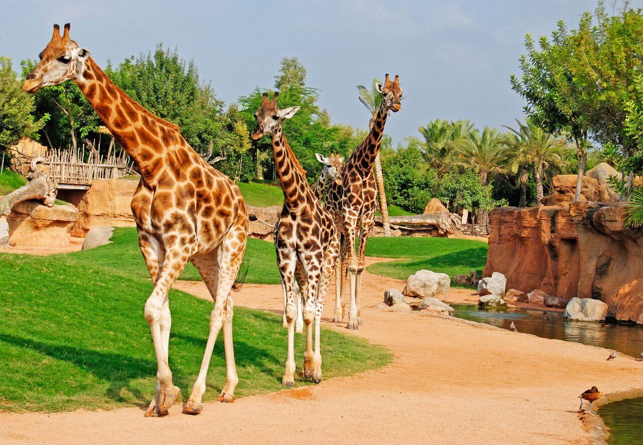 Кращі зоопарки світу, які варто відвідати - фото 2