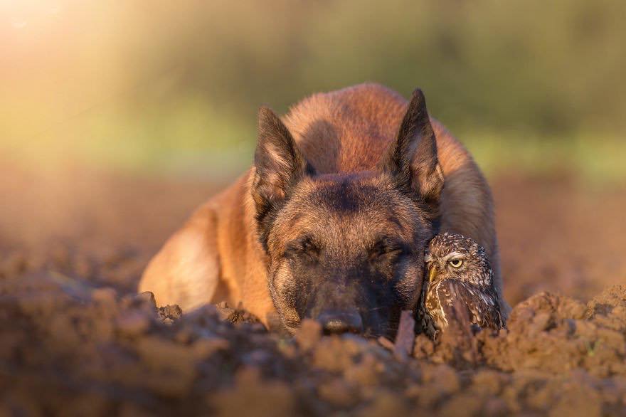 Двадцять неймовірно душевних фото собаки і совеня, яких пов'язує міцна дружба - фото 14