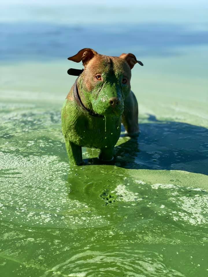 Собака окрасилась в зеленый цвет после купания в Днепре (ФОТО)  - фото 4