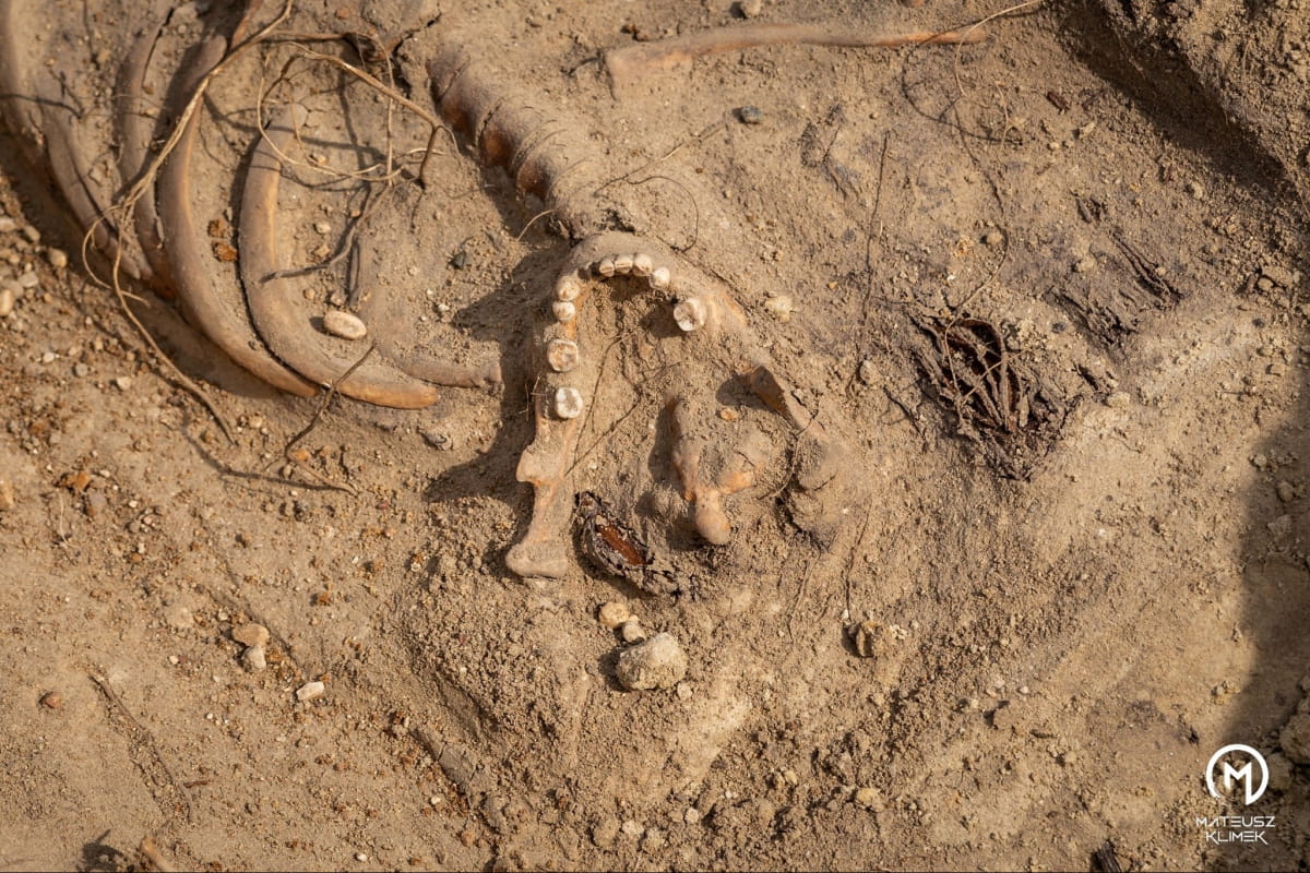 В Польше неожиданно раскопали сотни трупов времен чумы: похоронены целыми семьями в одной могиле (ФОТО) - фото 4