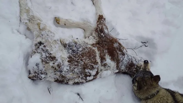 Жестокое рейдерство на Житомирщине: животноводы издеваются над коровами на ГП «Рыхальское» - фото 2