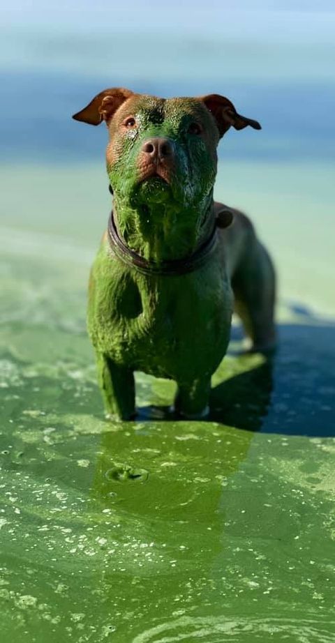 Собака окрасилась в зеленый цвет после купания в Днепре (ФОТО)  - фото 2