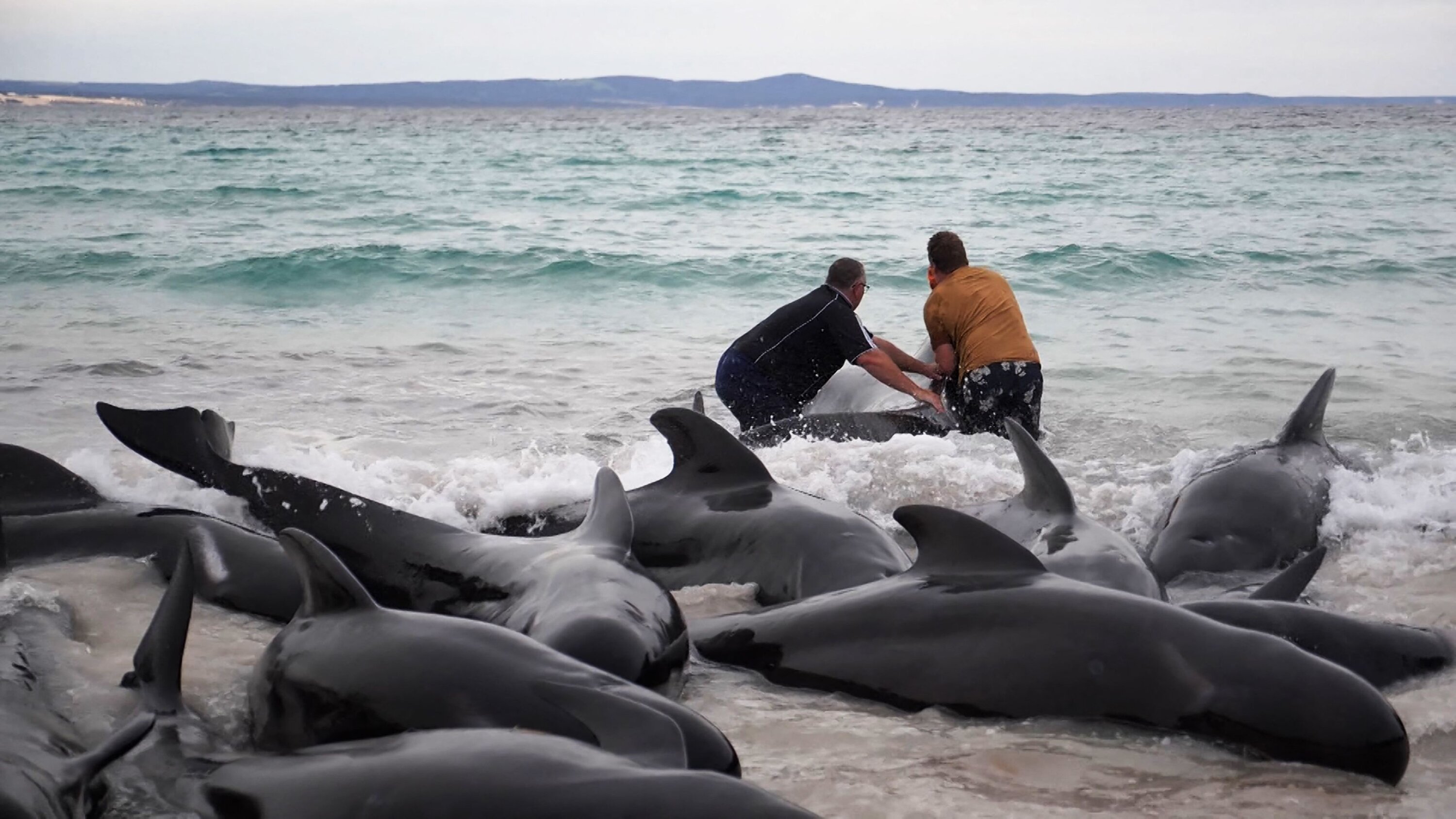 Катастрофа в Австралії: прироохоронники зробили евтаназію дельфінам - фото 5