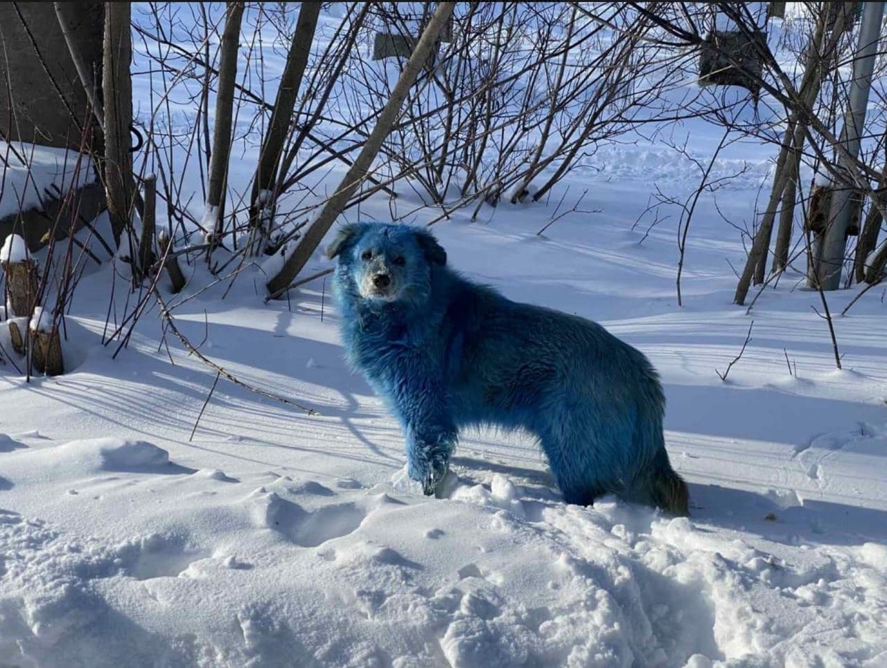 У російському Дзержинську помітили блакитних собак (ФОТО) - фото 3