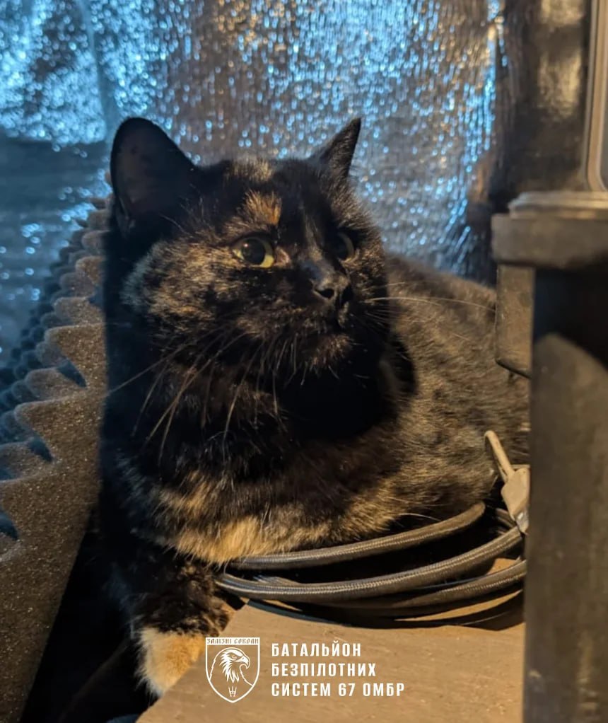 Военные показали, кто помогает им преодолевать стресс на передовой - фото 2