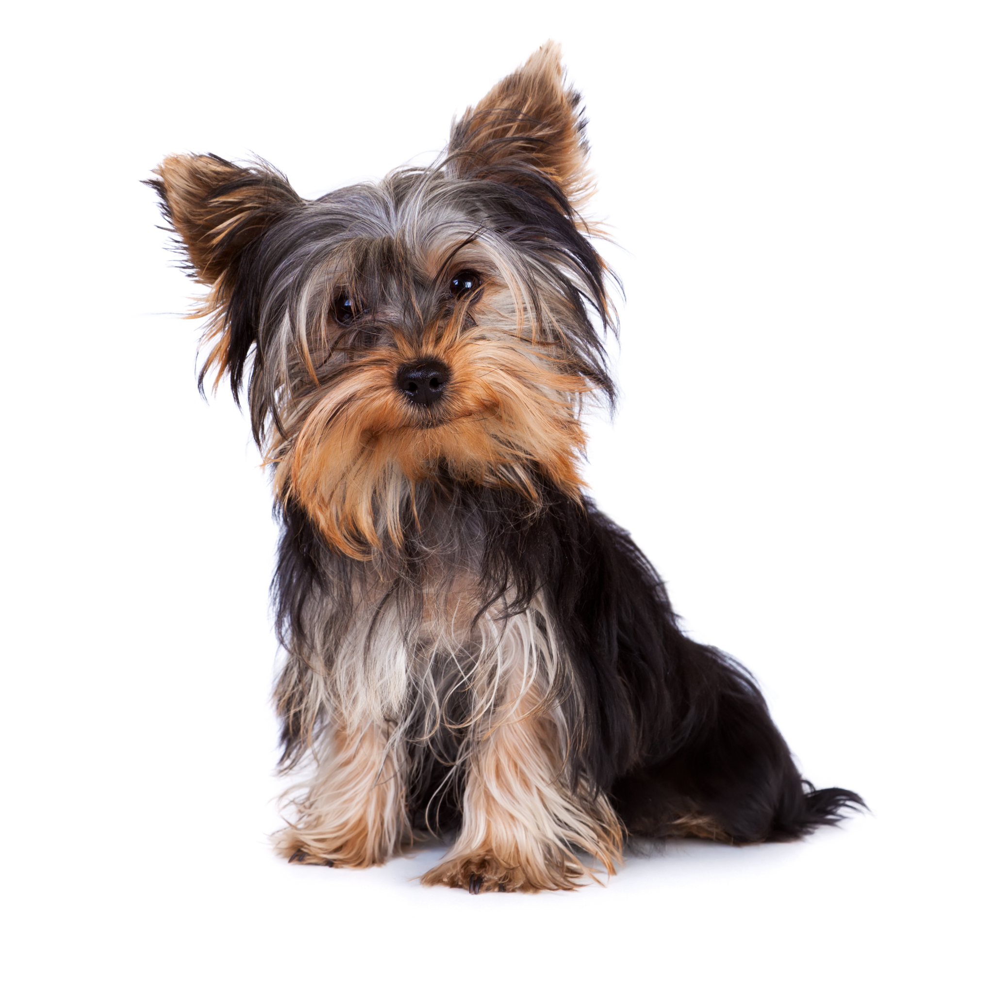 Компактные спутники: пять самых маленьких пород собак в мире - фото 3