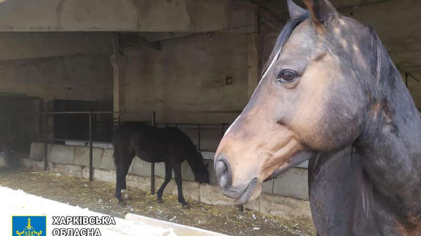 Окупанти завдали удару по притулку з тваринами, яких евакуювали з Донеччини та Харківщини