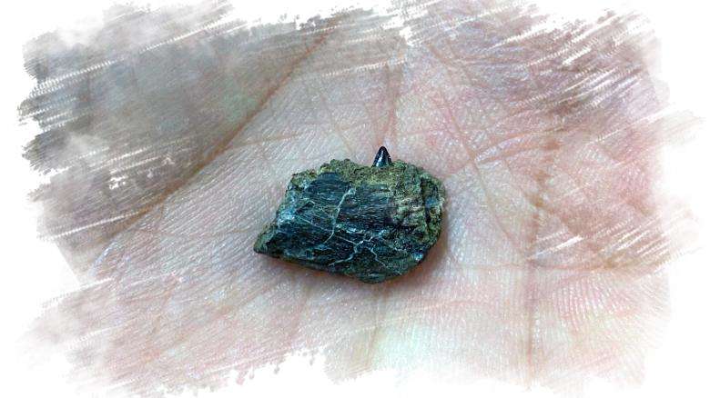 В Арктике обнаружили новый вид динозавров В Арктике обнаружили новый вид динозавров