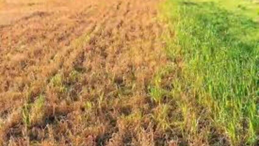 Канцерогенный препарат под защитой Белого дома: Трамп признал глифосат стратегическим для обороны США