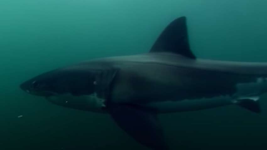 В США акула напала на 12-летнюю девочку у самого берега В США акула напала на 12-летнюю девочку у самого берега