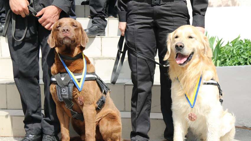 Нефедов рассказал о самых крупных преступлениях на таможне, которые помогли выявить служебные собаки