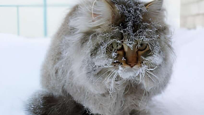 «Температурний вирок для безпритульних котів»: як морози забирають життя тварин і що ми можемо зробити, щоб врятувати їх «Температурний вирок для безпритульних котів»: як морози забирають життя тварин і що ми можемо зробити, щоб врятувати їх