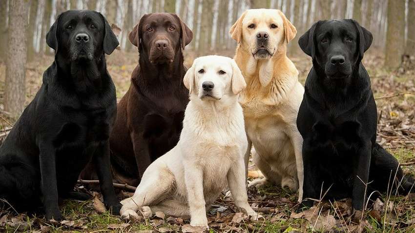 Кінологи назвали найпопулярніші породи собак у 2024 році