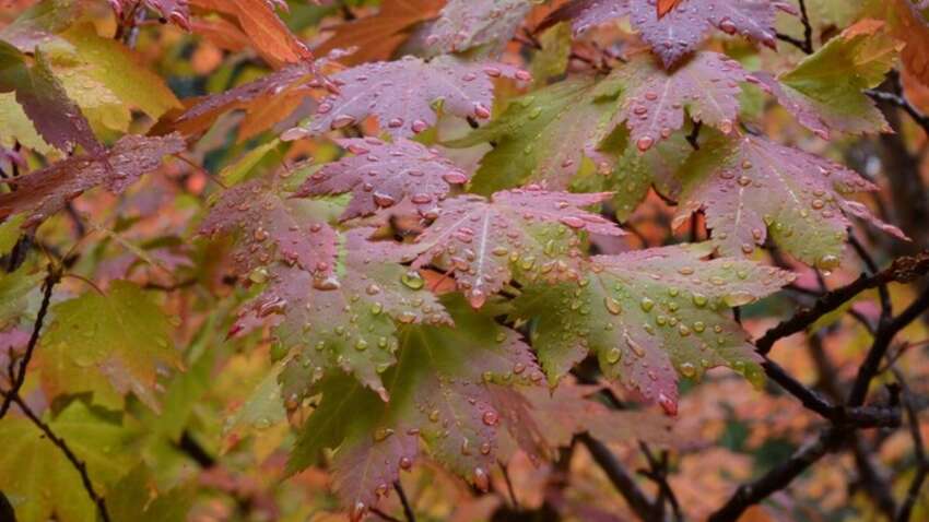 Какой церковный праздник 4 ноября: что можно и нельзя делать сегодня Какой церковный праздник 4 ноября: что можно и нельзя делать сегодня