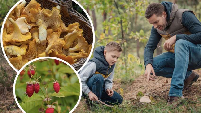 За збір ягід, горіхів та грибів можна отримати штраф: прийнято Закон України