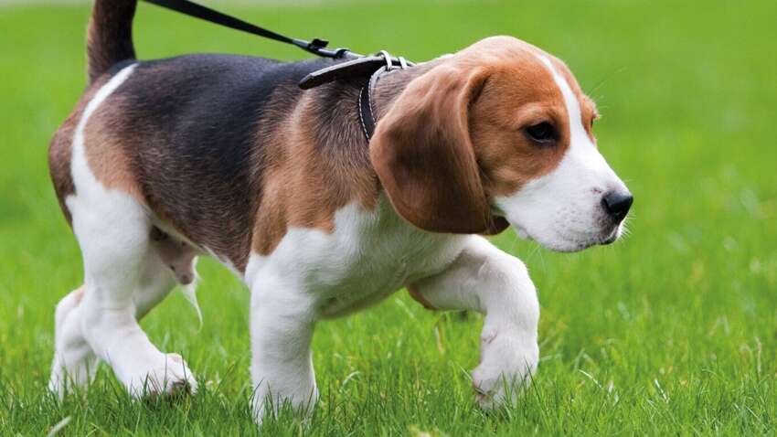 Вчені виявили у деяких собак унікальну здатність, про яку раніше ніхто не говорив Вчені виявили у деяких собак унікальну здатність, про яку раніше ніхто не говорив