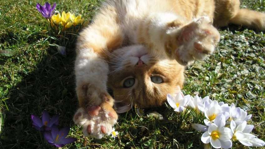 Когда в Украине начнется настоящая весна — прогноз метеоролога