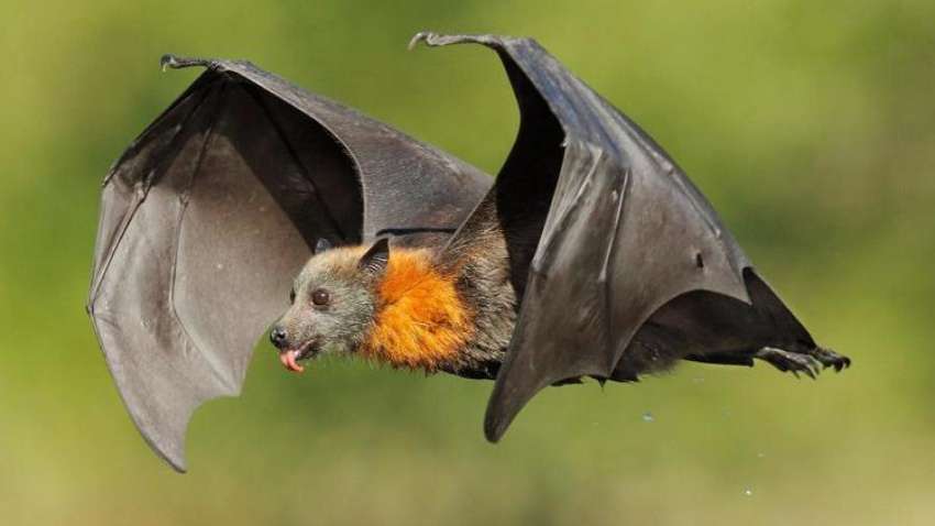 ВООЗ попереджає про можливість ще однієї пандемії через вірус NiV